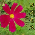 コスモス!!