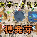 世界の大問題、穂発芽!