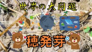 世界の大問題、穂発芽！