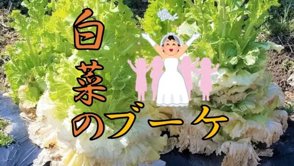 ハクサイのブーケ！？