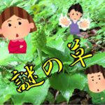 この草なんの草?