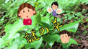 この草なんの草?