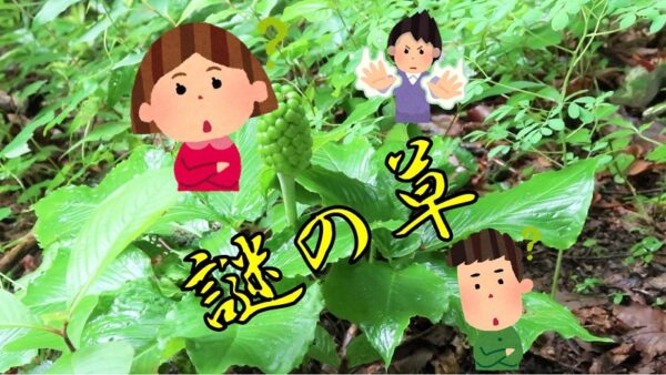この草なんの草？