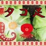 たこ足レタス