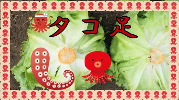 たこ足レタス