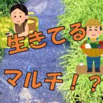 有機栽培の味方!リビングマルチ!!