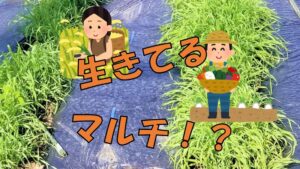 有機栽培の味方!リビングマルチ!!