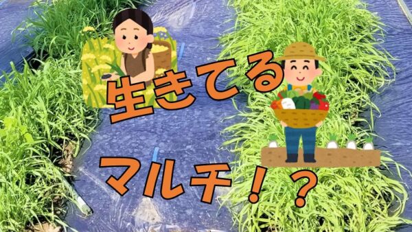 有機栽培の味方！リビングマルチ！！
