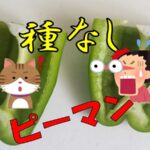 タネなっぴー