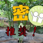 オクラは密です!?