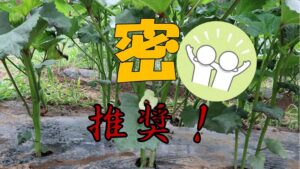 オクラは密です!?