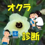 オクラの定期健診