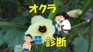 オクラの定期健診