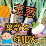 玉ねぎの球肥大と葉、根の関係について