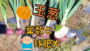 玉ねぎの球肥大と葉、根の関係について