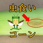 トウモロコシ~虫食い~