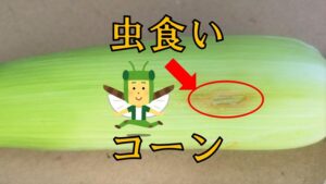 トウモロコシ～虫食い～