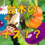 トルバムビガー